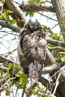 Owl Nevada