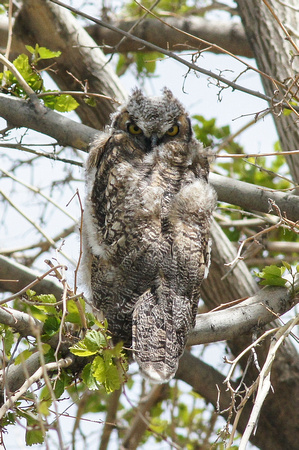 Owl Nevada