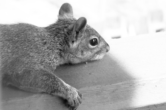 Western Gray Squirrel-2